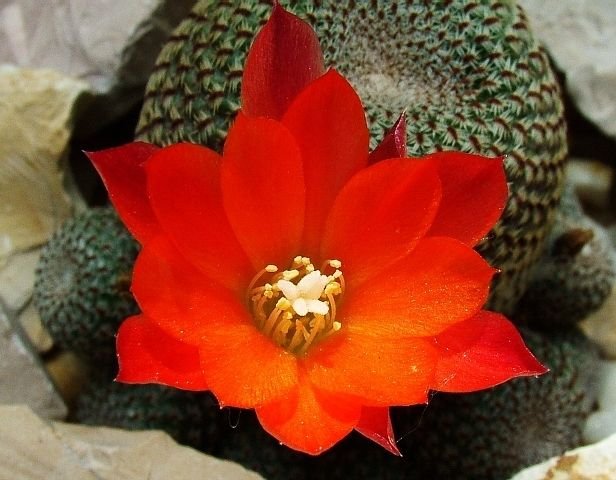 Rebutia_ heliosa_ KK844 _19